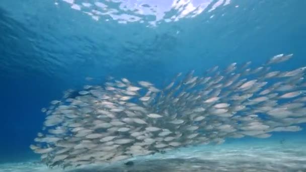 Yem Toplu Deniz Burnu Balık Okulu Karayip Denizi Ndeki Mercan — Stok video