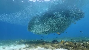 Yem Toplu Deniz Burnu, Balık Okulu, Karayip Denizi 'ndeki mercan resifinde uskumru balığı, Curacao