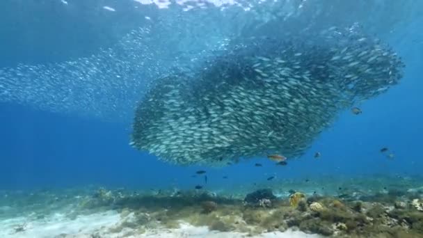 カリブ海のサンゴ礁 キュラソー島でのバイトボール 魚学校 サバ魚との海 — ストック動画