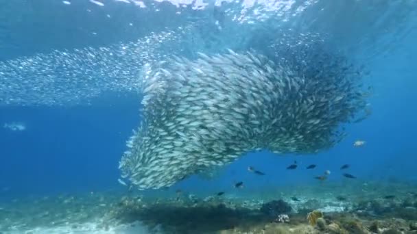 Havslandskap Med Betesboll Fiskstim Makrillfisk Korallrevet Karibiska Havet Curacao — Stockvideo