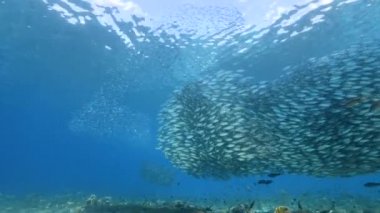Yem Toplu Deniz Burnu, Balık Okulu, Karayip Denizi 'ndeki mercan resifinde uskumru balığı, Curacao