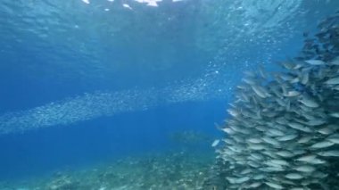 Yem Toplu Deniz Burnu, Balık Okulu, Karayip Denizi 'ndeki mercan resifinde uskumru balığı, Curacao