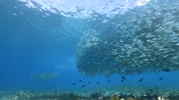 カリブ海のサンゴ礁 キュラソー島でのバイトボール 魚学校 サバ魚との海 — ストック動画