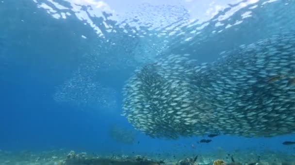 カリブ海のサンゴ礁 キュラソー島でのバイトボール 魚学校 サバ魚との海 — ストック動画