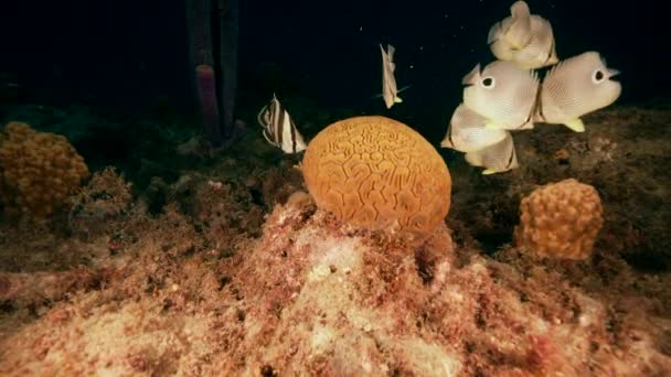 120 Fps Super Slow Motion Grooved Brain Coral Spawning Foureye — ストック動画