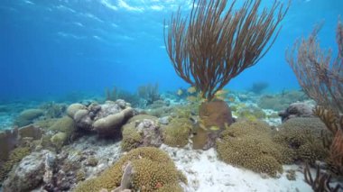 Karayip Denizi 'nin mercan resifinde çeşitli balık, mercan ve süngerle kaplı deniz burnu, Curacao