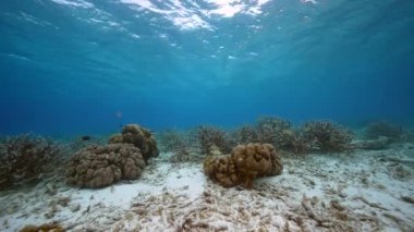 Karayip Denizi 'nin mercan resifinde çeşitli balık, mercan ve süngerle kaplı deniz burnu, Curacao