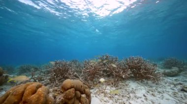 Karayip Denizi 'nin mercan resifinde çeşitli balık, mercan ve süngerle kaplı deniz burnu, Curacao