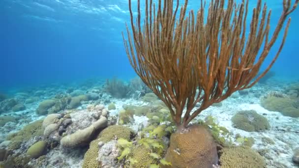 Przylądek Morski Różnymi Rybami Koralowcami Gąbką Rafie Koralowej Morza Karaibskiego — Wideo stockowe