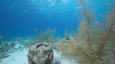 Karayip Denizi 'nin mercan resifinde çeşitli balık, mercan ve süngerle kaplı deniz burnu, Curacao