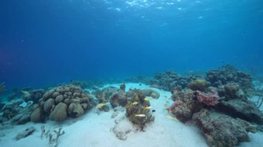 Karayip Denizi 'nin mercan resifinde çeşitli balık, mercan ve süngerle kaplı deniz burnu, Curacao