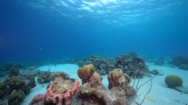 Seascape Různými Rybami Korály Houbami Korálovém Útesu Karibského Moře Curacao — Stock video