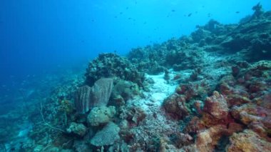 Karayip Denizi 'nin mercan resifinde çeşitli balık, mercan ve süngerle kaplı deniz burnu, Curacao