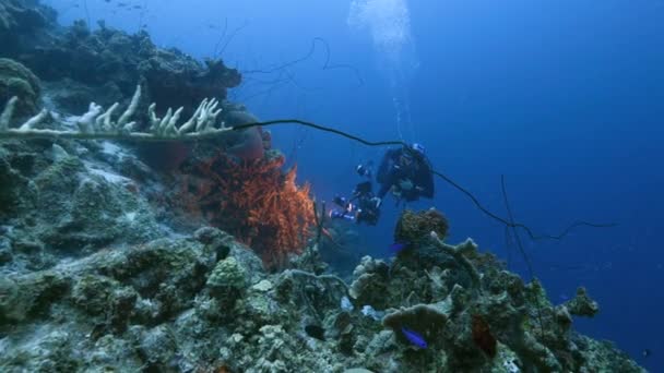 잠수부 카리브해의 산호초에서 — 비디오