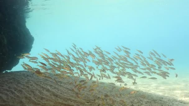 Θαλάσσιο Τοπίο Σχολή Νεανικών Ψαριών Στην Καραϊβική Θάλασσα Κουρασάο — Αρχείο Βίντεο