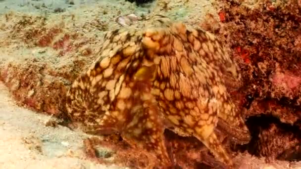 Seascape Com Octopus Recife Coral Mar Caribe Curaçao — Vídeo de Stock