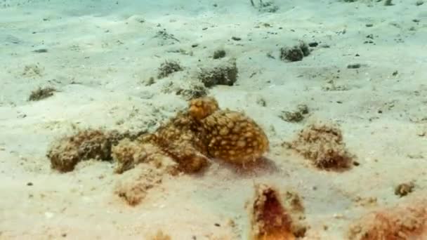 Meereslandschaft Mit Oktopus Korallenriff Der Karibik Curacao — Stockvideo