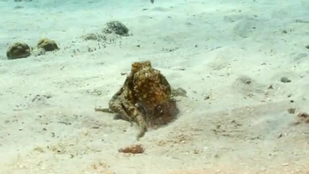 Havslandskap Med Bläckfisk Korallrevet Karibiska Havet Curacao — Stockvideo