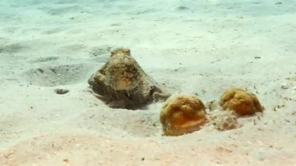 Θαλάσσιο Τοπίο Χταπόδι Στον Κοραλλιογενή Ύφαλο Της Καραϊβικής Θάλασσας Κουρασάο — Αρχείο Βίντεο
