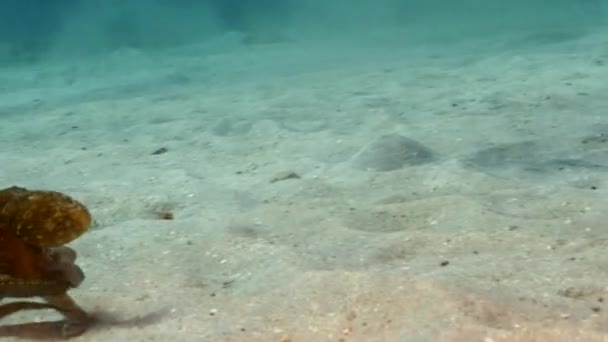 Paisaje Marino Con Pulpo Arrecife Coral Del Mar Caribe Curazao — Vídeos de Stock
