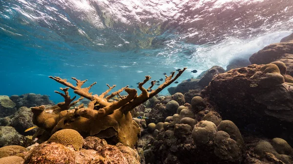 Havslandskap Med Olika Fiskar Elkhorn Coral Och Svamp Korallrevet Karibiska — Stockfoto