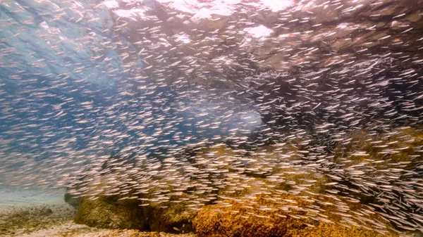 Seascape School Juvenile Fish Coral Sponge Coral Reef Caribbean Sea — Foto de Stock