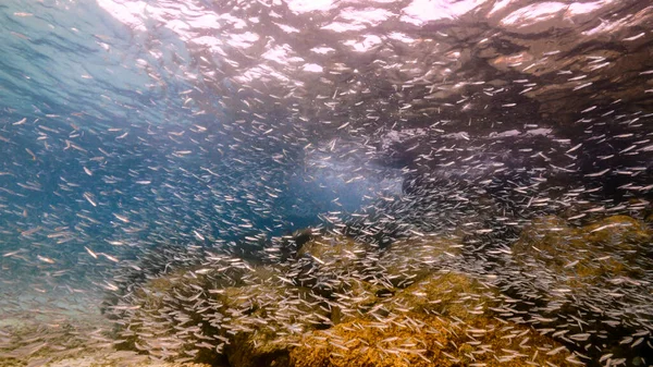 Морской Пейзаж Школой Несовершеннолетних Рыб Кораллов Губок Коралловом Рифе Карибского — стоковое фото
