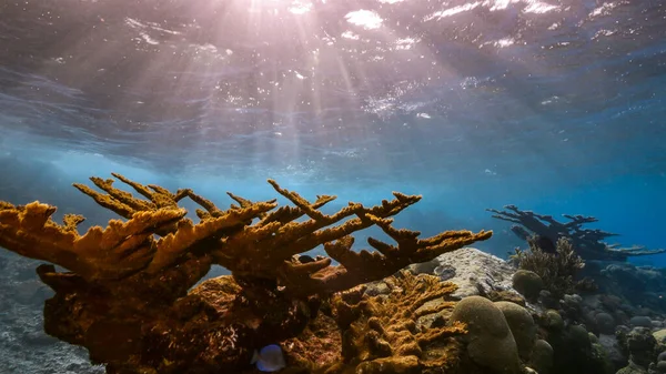 カリブ海のサンゴ礁 キュラソー島の様々な魚 エルクホーンサンゴ スポンジで海 — ストック写真