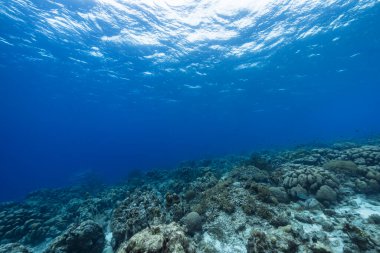 Karayip Denizi 'nin mercan resifinde çeşitli balık, mercan ve süngerle kaplı deniz burnu, Curacao