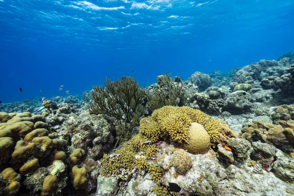 Θαλάσσιο Τοπίο Διάφορα Ψάρια Κοράλλια Και Σφουγγάρι Στον Κοραλλιογενή Ύφαλο — Φωτογραφία Αρχείου