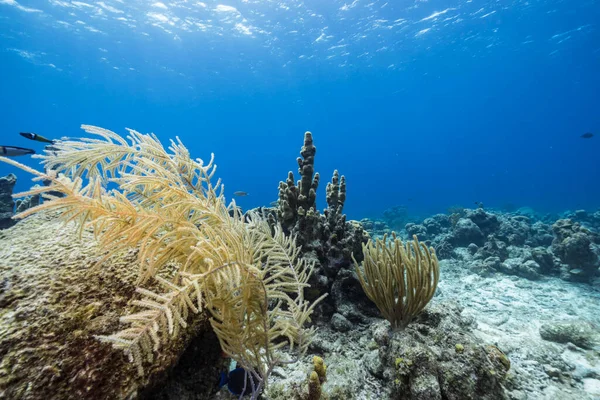 Paisaje Marino Con Varios Peces Coral Esponja Arrecife Coral Del — Foto de Stock