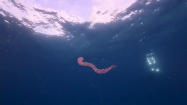 Siphonophore in the turquoise water of coral reef in Caribbean Sea, Curacao