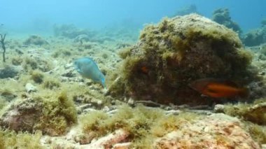 Karayip Denizi 'nin mercan kayalıklarında Kraliçe Parrotfish, mercan ve sünger ile deniz burnu, Curacao