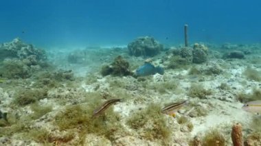 Karayip Denizi 'nin mercan kayalıklarında Kraliçe Parrotfish, mercan ve sünger ile deniz burnu, Curacao