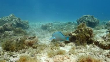 Karayip Denizi 'nin mercan kayalıklarında Kraliçe Parrotfish, mercan ve sünger ile deniz burnu, Curacao