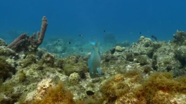 Karayip Denizi 'nin mercan kayalıklarında Kraliçe Parrotfish, mercan ve sünger ile deniz burnu, Curacao