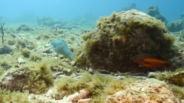 カリブ海のサンゴ礁 キュラソー島での女王パロットフィッシュ サンゴ スポンジとの海 — ストック動画