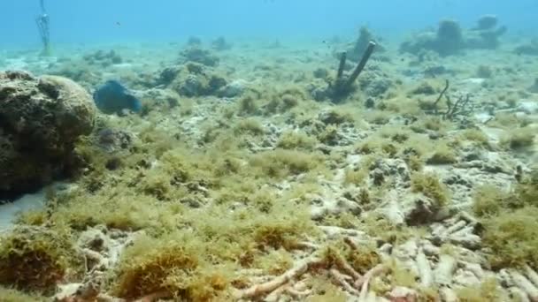 Havslandskap Med Queen Parrotfish Korall Och Svamp Korallrevet Karibiska Havet — Stockvideo