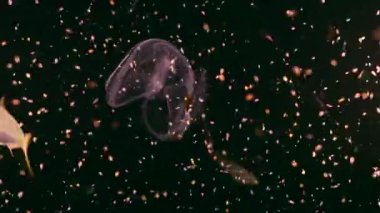 Night shot: fluorescent Spot Winged Comb Jelly, Jellyfish in coral reef of Caribbean Sea, Curacao