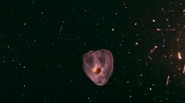 Night shot: fluorescent Spot Winged Comb Jelly, Jellyfish in coral reef of Caribbean Sea, Curacao