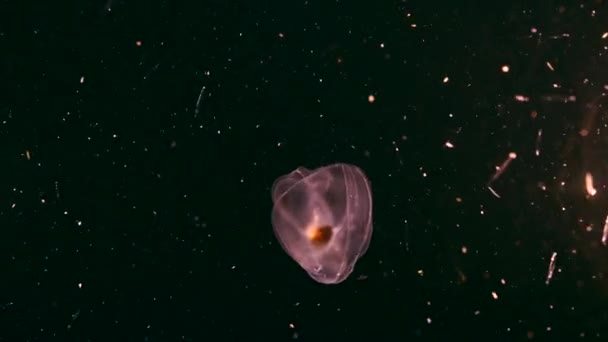 Night Shot Fluorescent Spot Winged Comb Jelly Jellyfish Coral Reef — Vídeo de Stock