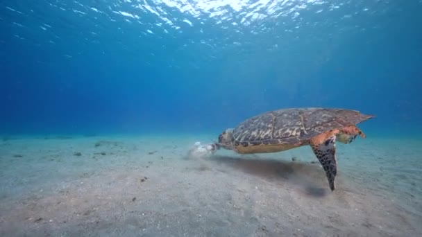Морской Пейзаж Черепахой Коралловом Рифе Карибского Моря Кюрасао — стоковое видео
