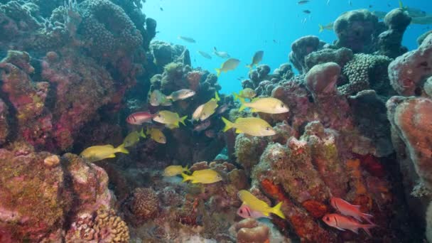 120 Fps Super Slow Motion Havslandskap Med Olika Fiskar Koraller — Stockvideo