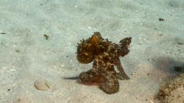 Meereslandschaft Mit Oktopus Korallenriff Der Karibik Curacao — Stockvideo