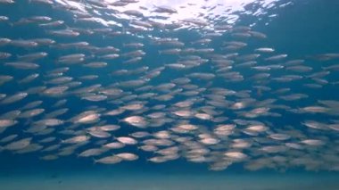 Yem Toplu Deniz Burnu, Balık Okulu, Karayip Denizi 'ndeki mercan resifinde uskumru balığı, Curacao