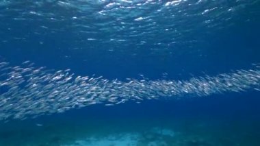 Yem Toplu Deniz Burnu, Balık Okulu, Karayip Denizi 'ndeki mercan resifinde uskumru balığı, Curacao