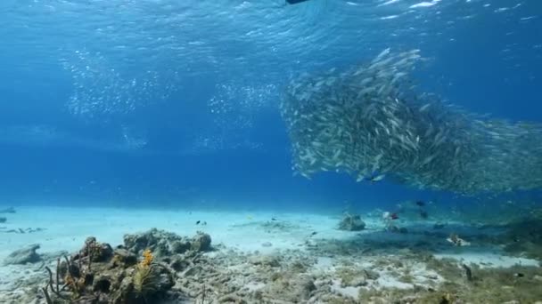 Seelandschaft Mit Köderball Fischschwärmen Makrelenfischen Korallenriff Der Karibik Curacao — Stockvideo