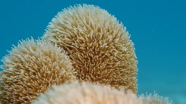 120 Fps Super Slow Motion Nahaufnahme Mit Säulenkorallen Korallenriff Der — Stockvideo