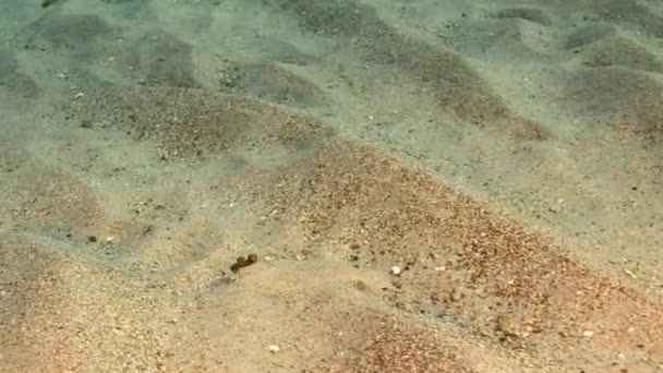 Seascape Flounder Sandy Ground Caribbean Sea Curacao — 비디오