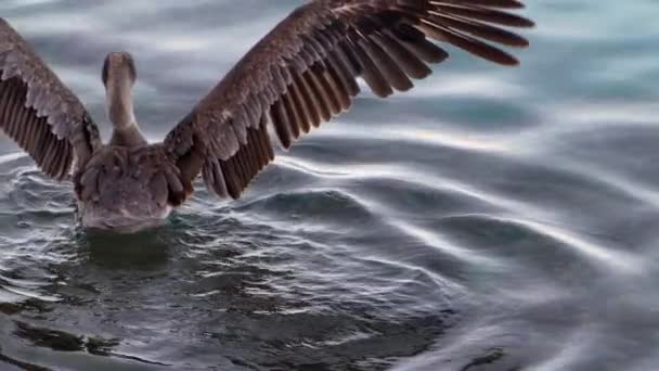 Vida Selvagem Movimento Super Lento 120Fps Pássaro Pelicano Marrom Oceano — Vídeo de Stock
